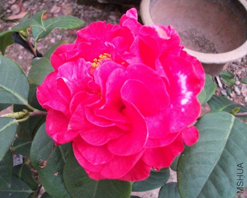 DSCF7680_����.jpg