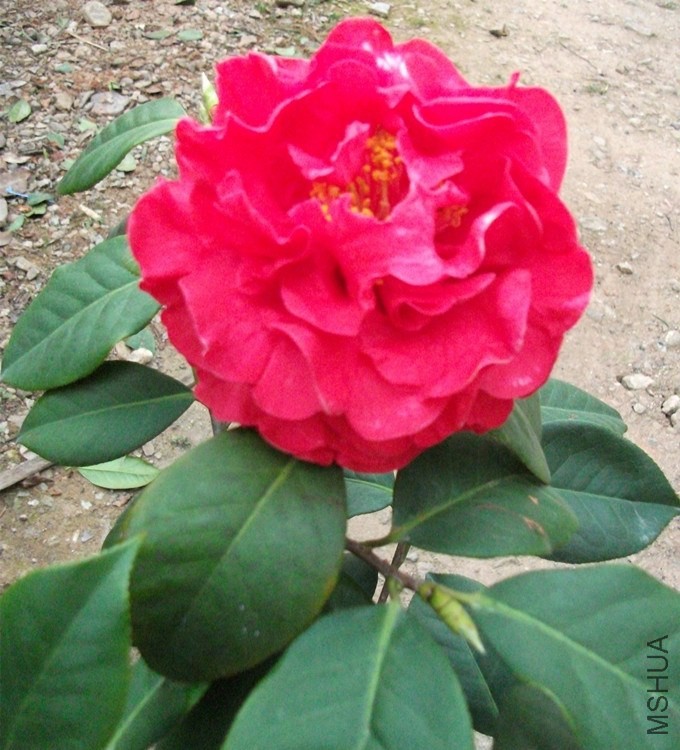 DSCF7687_����.jpg