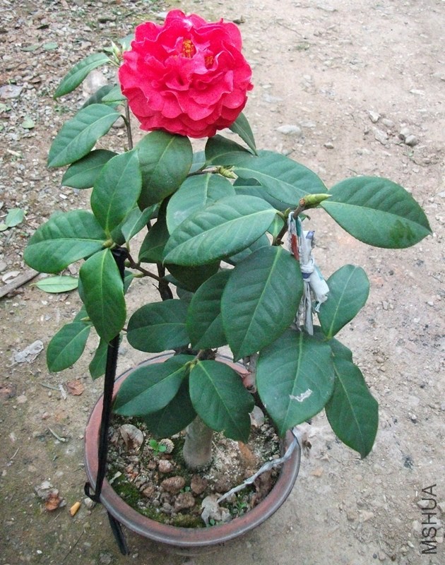 DSCF7683_����.jpg