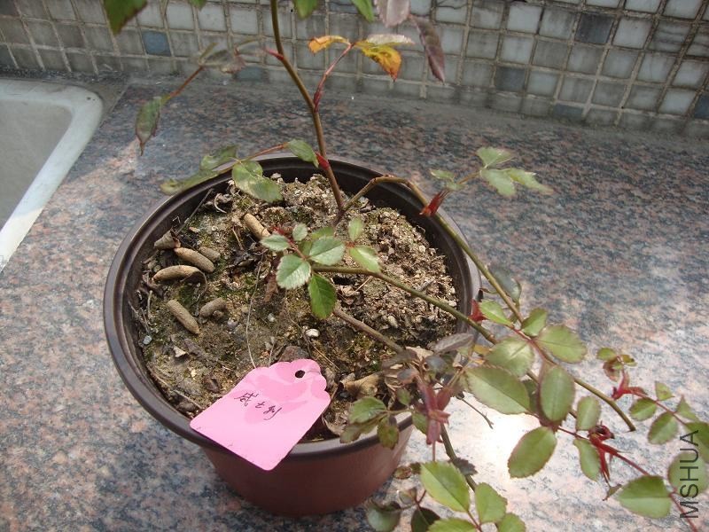DSC03746.JPG