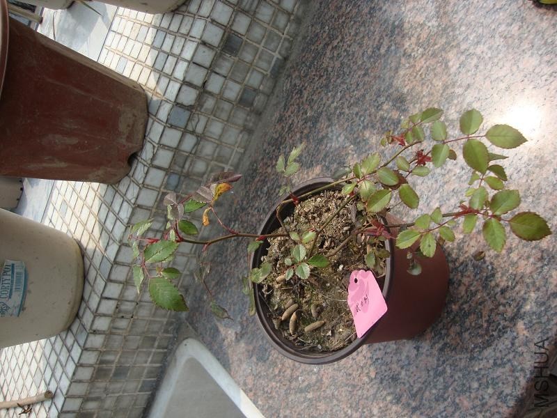 DSC03747.JPG