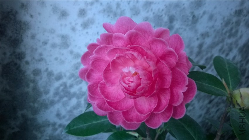 �Ʒ�
