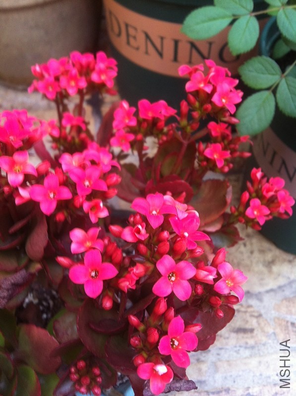 IMG_3462 (1)_����.jpg