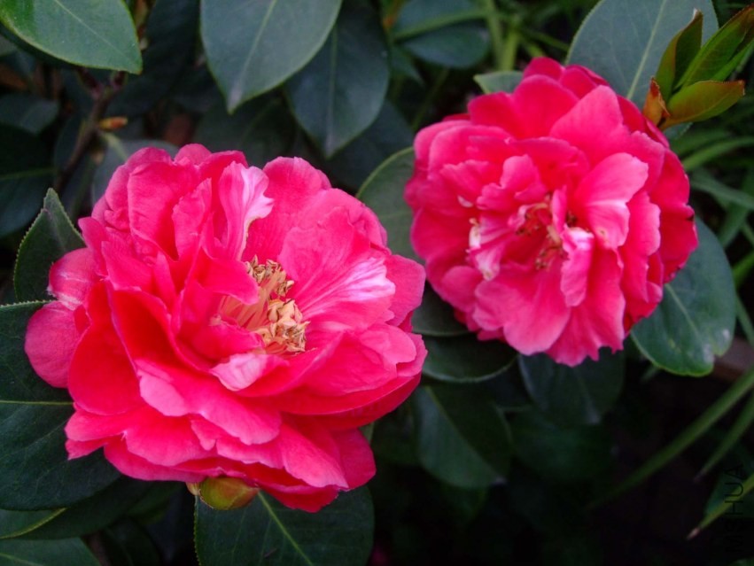 �׶��� 2014-3-27 005.jpg