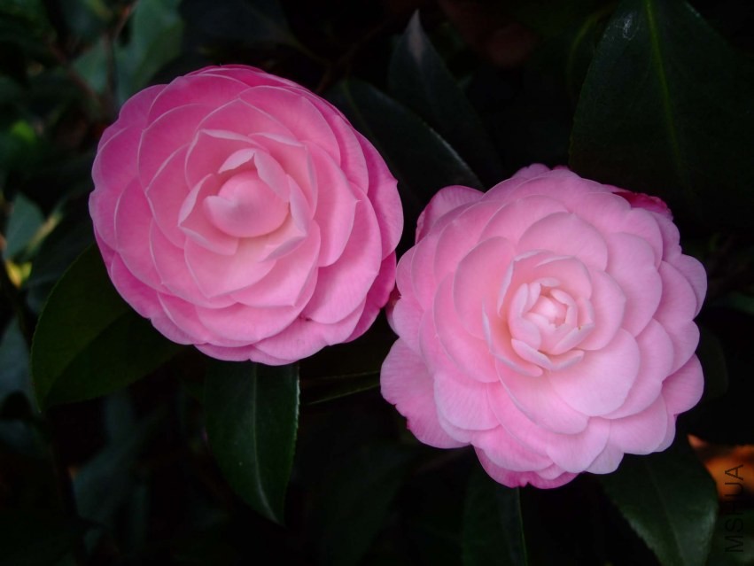 ��Ħ�� 2014-3-27 048.jpg