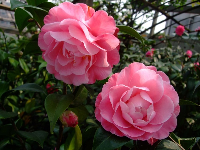 ţ���µ�ʯ 2014-3-27 043.jpg