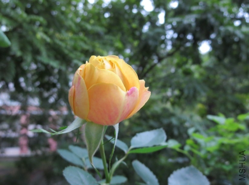 QQͼƬ20140327203109.jpg
