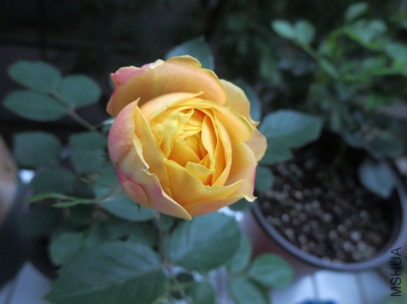 QQͼƬ20140327203216.jpg