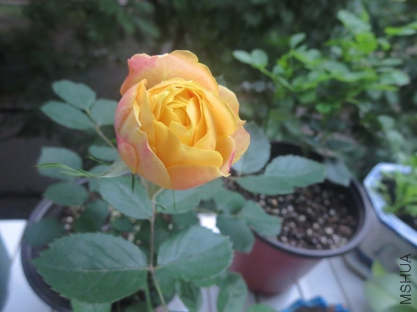 QQͼƬ20140327203316.jpg