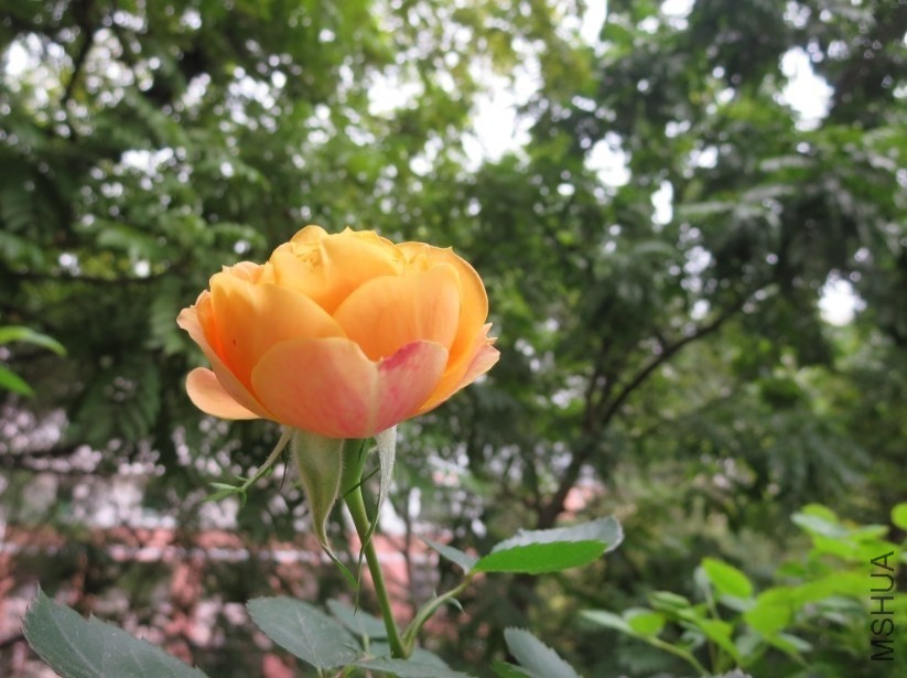 QQͼƬ20140327203844.jpg