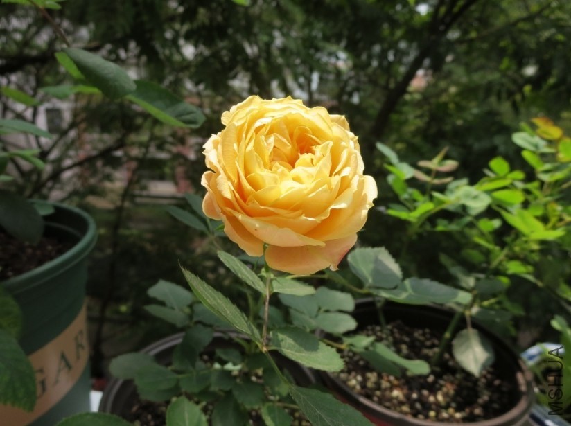 QQͼƬ20140327204002.jpg