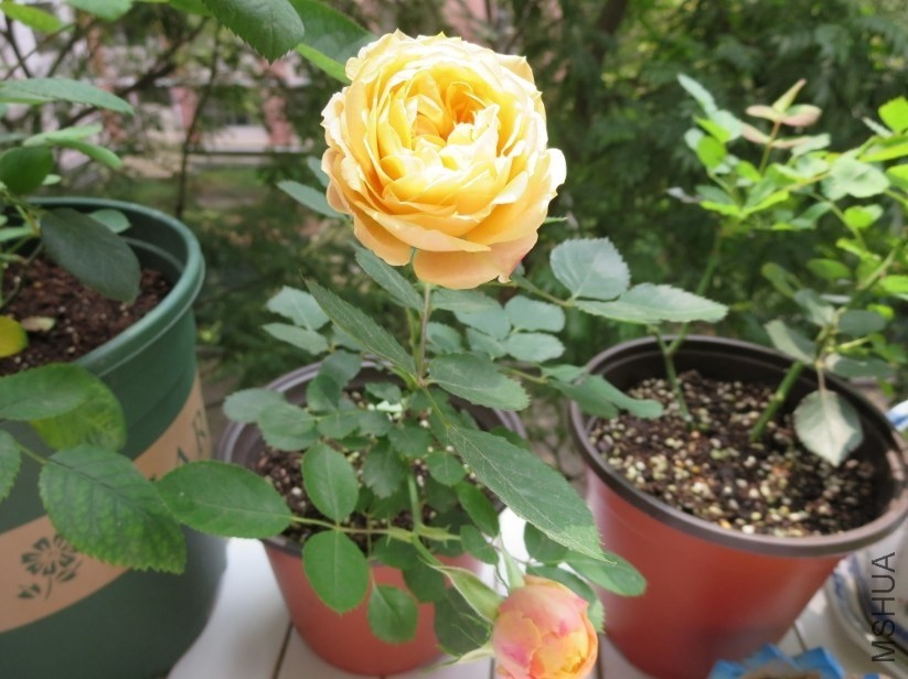 QQͼƬ20140327204041.jpg