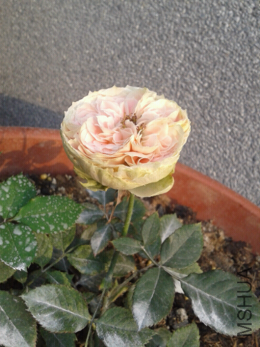 2014-03-23 08.22.57.jpg