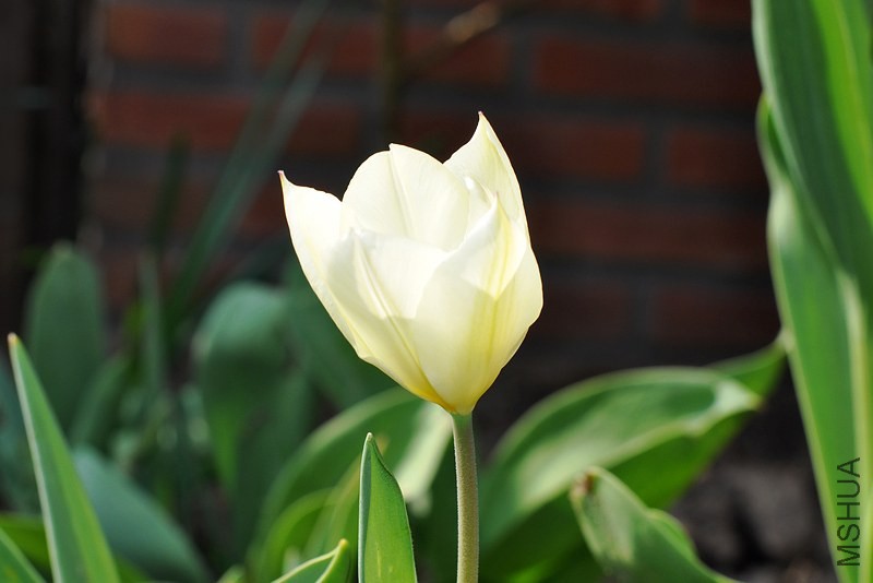DSC_0078.jpg