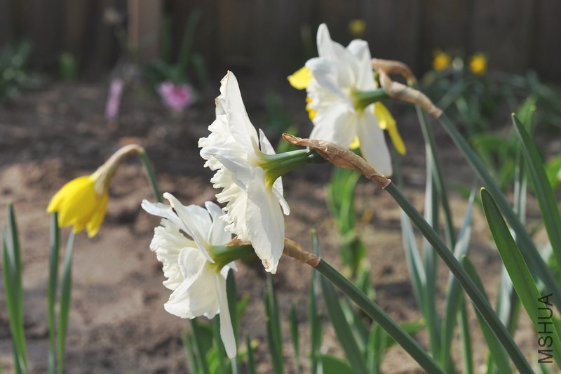 DSC_0085.jpg
