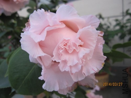 IMG_1131.jpg
