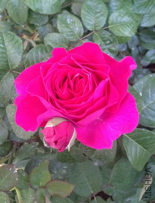 ��Ƭ 024_����.jpg