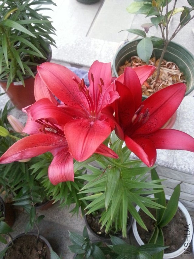 ������ (13).jpg