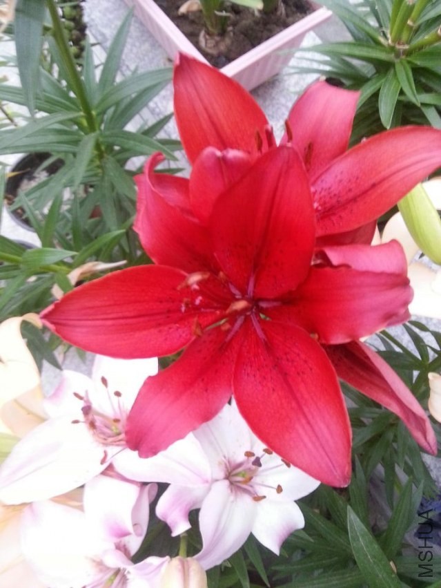 ������ (14).jpg