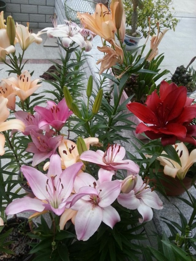 ���� (7).jpg