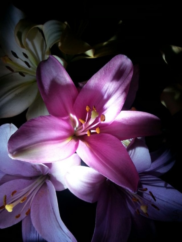 ������ (2).jpg