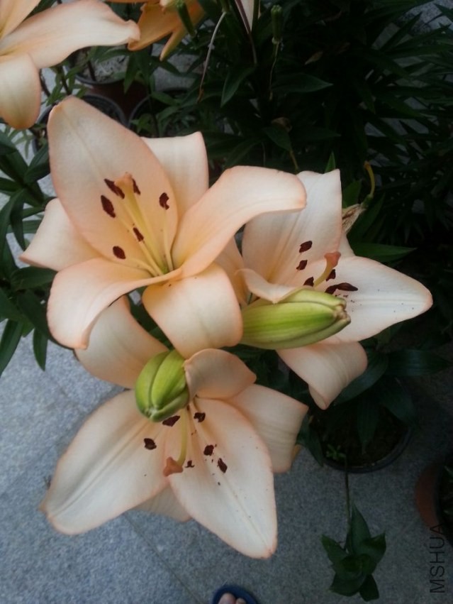 ������ (12).jpg