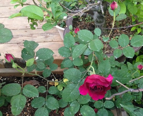 ��Ƭ 026_����.jpg
