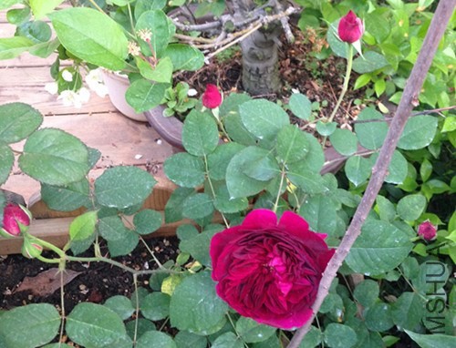 ��Ƭ 042_����.jpg