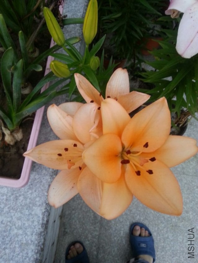 ������ (7).jpg