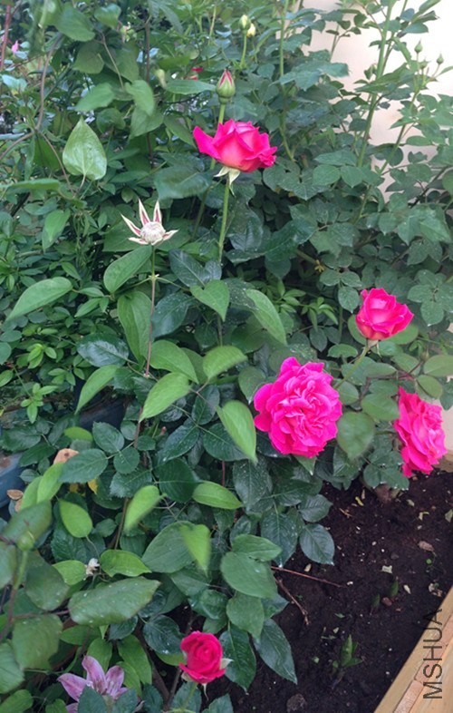��Ƭ 036_����.jpg