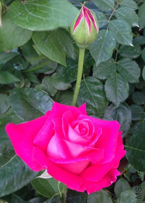 ��Ƭ 046_����.jpg