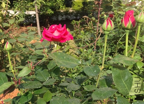 ��Ƭ 021_����.jpg