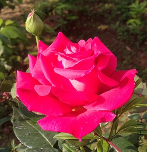 ��Ƭ 005_����.jpg
