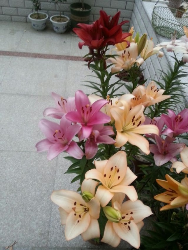 ���� (2).jpg