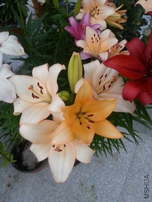 ���� (4).jpg