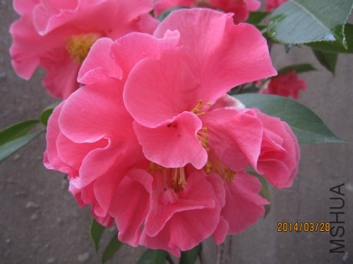 IMG_1166.jpg