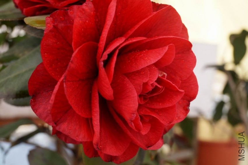 ������С �����ع� DSC02151.JPG