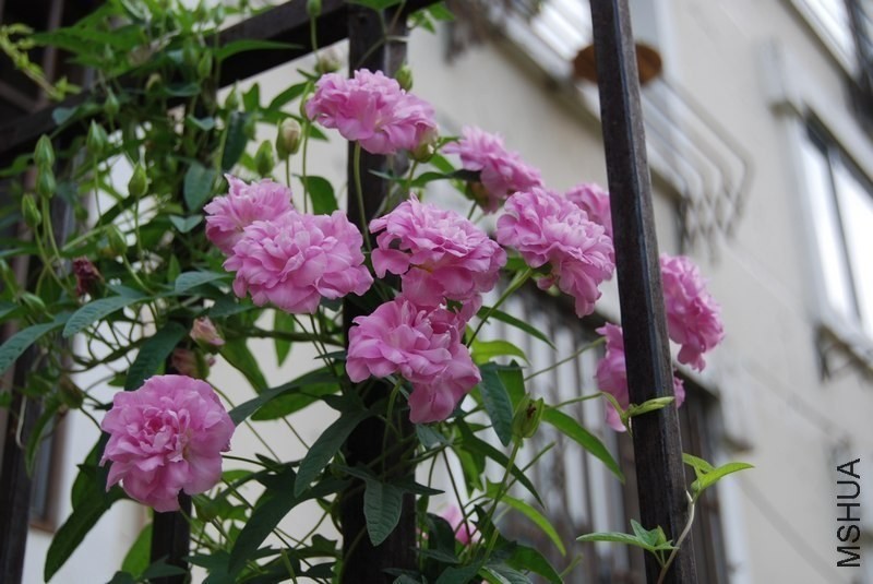 DSC_0037.jpg