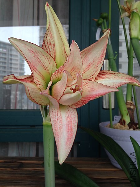Aphrodite����4.jpg