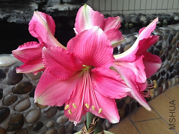 Pink Surprise��ɫ����1.jpg