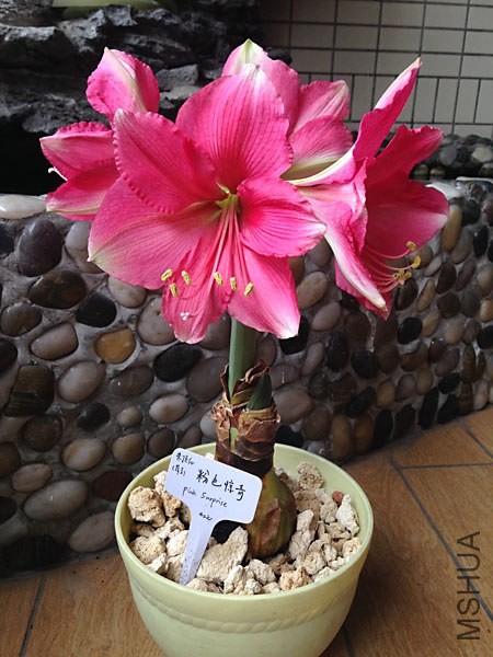 Pink Surprise��ɫ����2.jpg