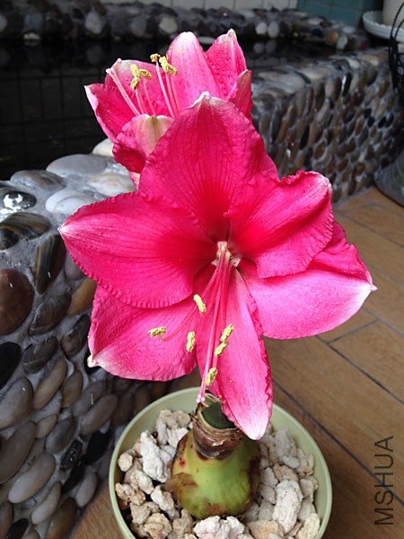 Pink Surprise��ɫ����3.jpg