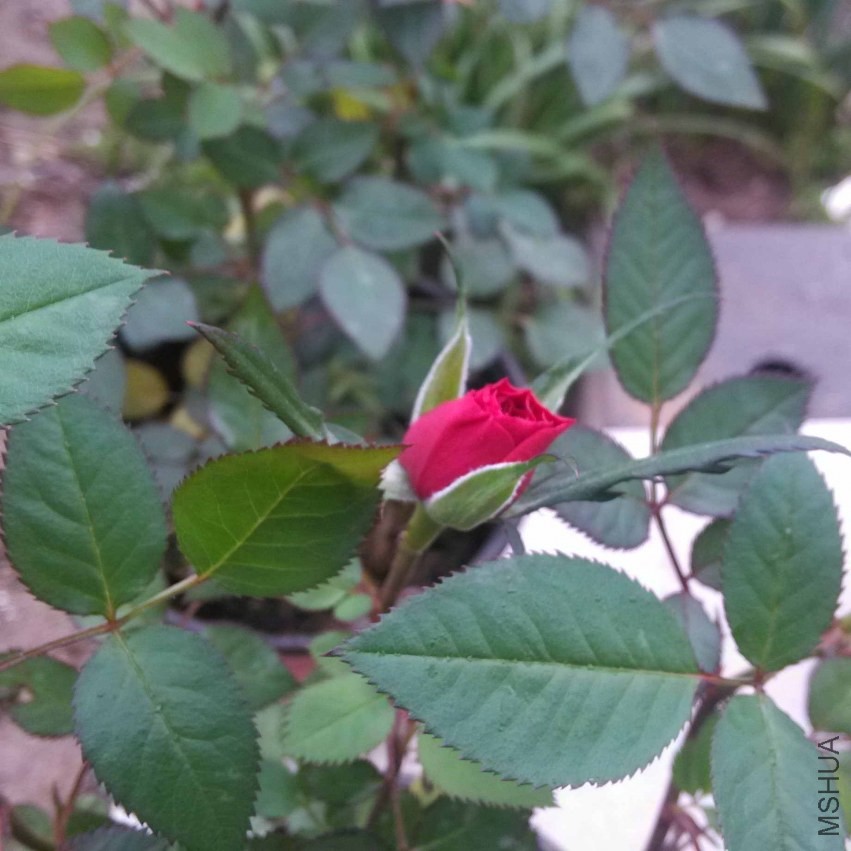 IMG_20140329_064130.jpg