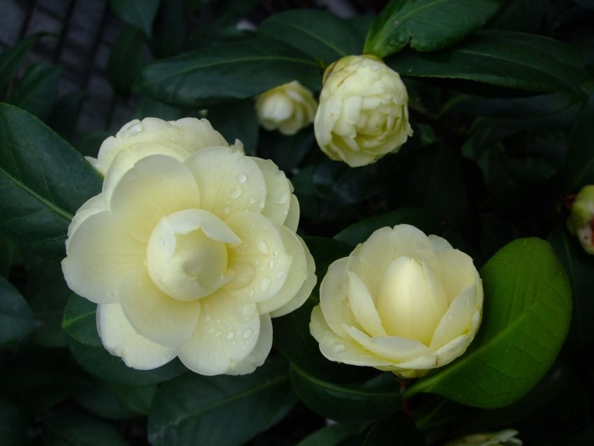 �ƴ� 2014-3-29 009.jpg