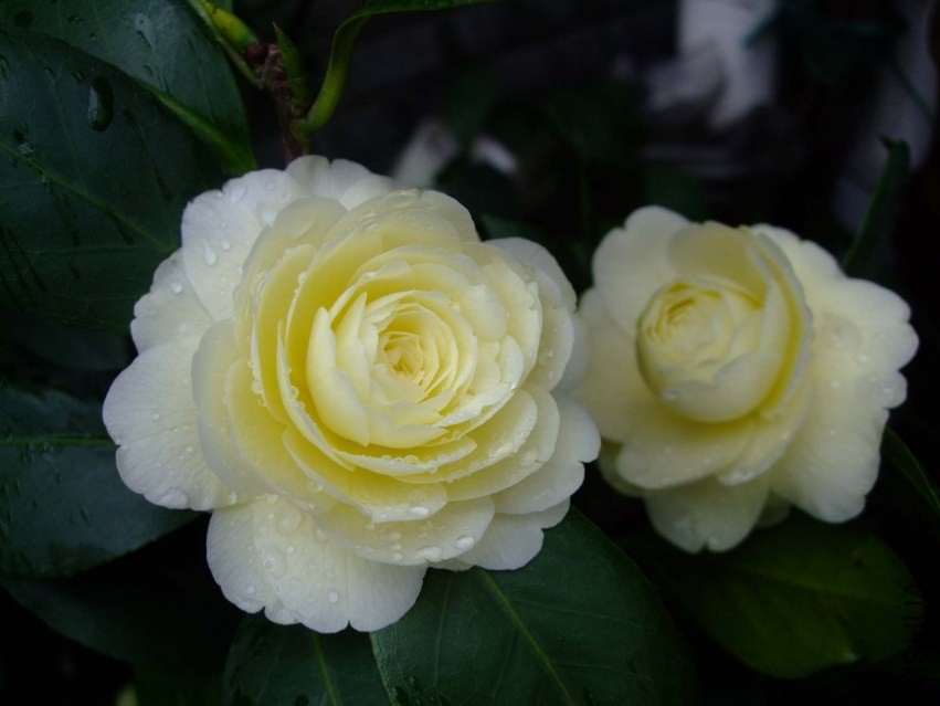 �ƴ� 2014-3-29 103.jpg