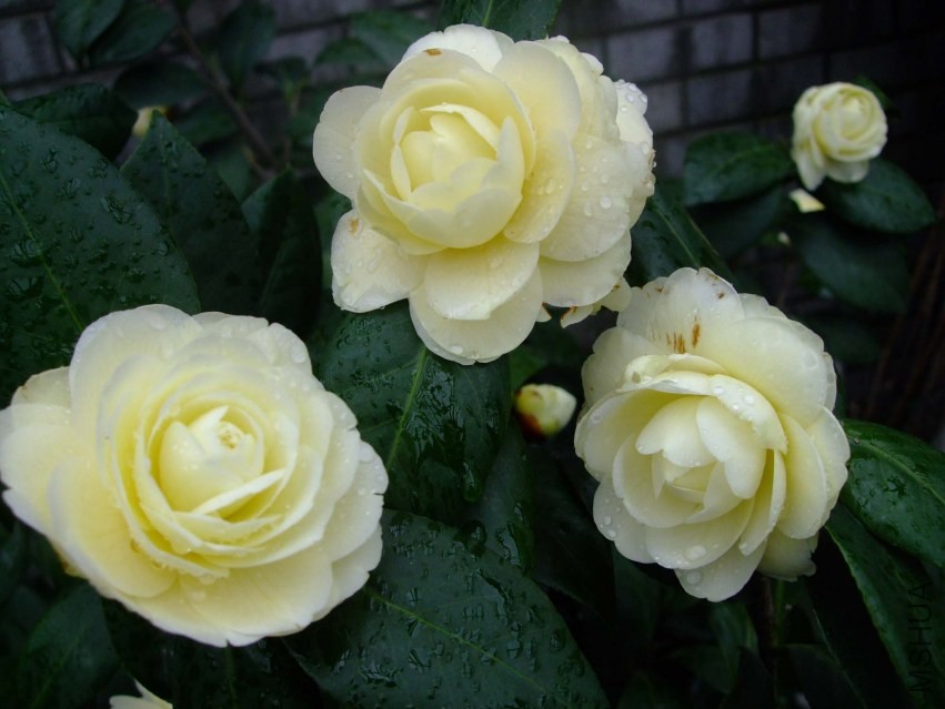 �ƴ� 2014-3-29 105.jpg