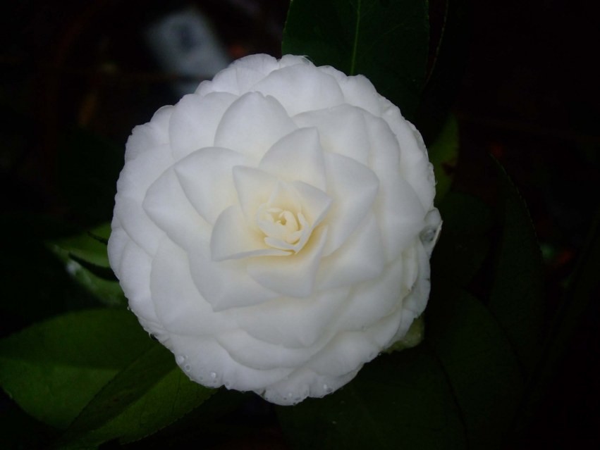 Ƥ˹���� 2014-3-29 071.jpg