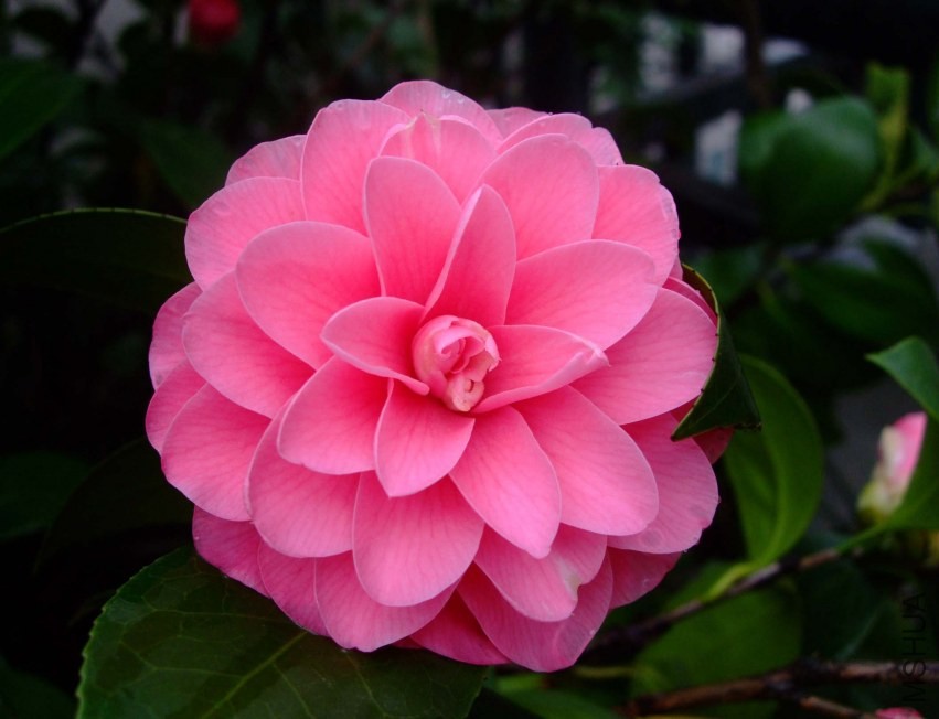 ����ɯ��֯Ů 2014-3-29 098.jpg