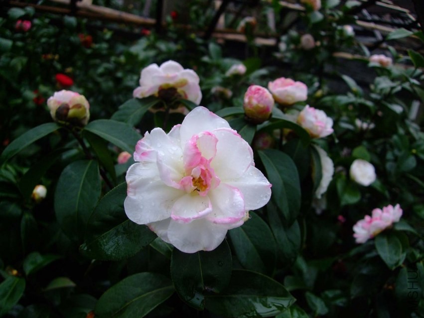 �����Ϲ� 2014-3-29 090.jpg
