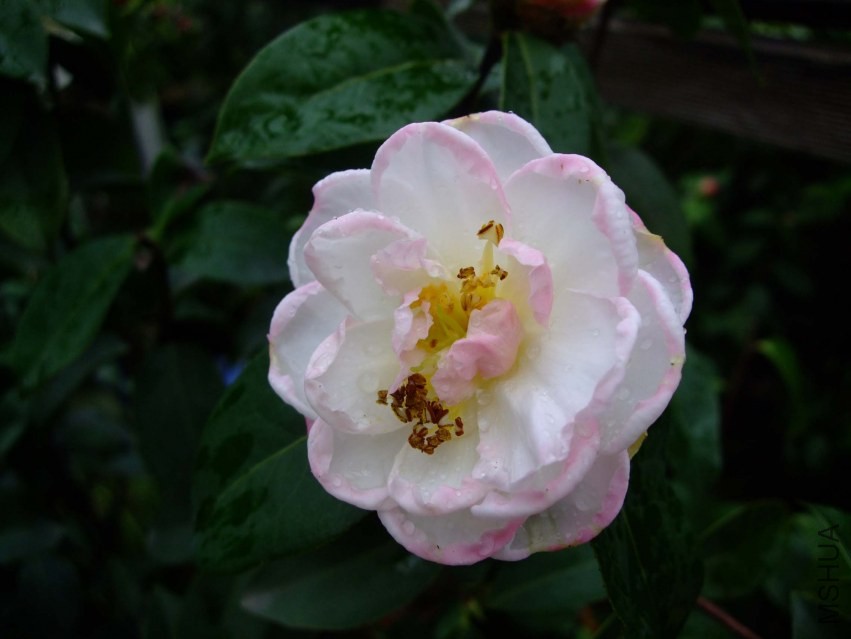 �����Ϲ� 2014-3-29 143.jpg